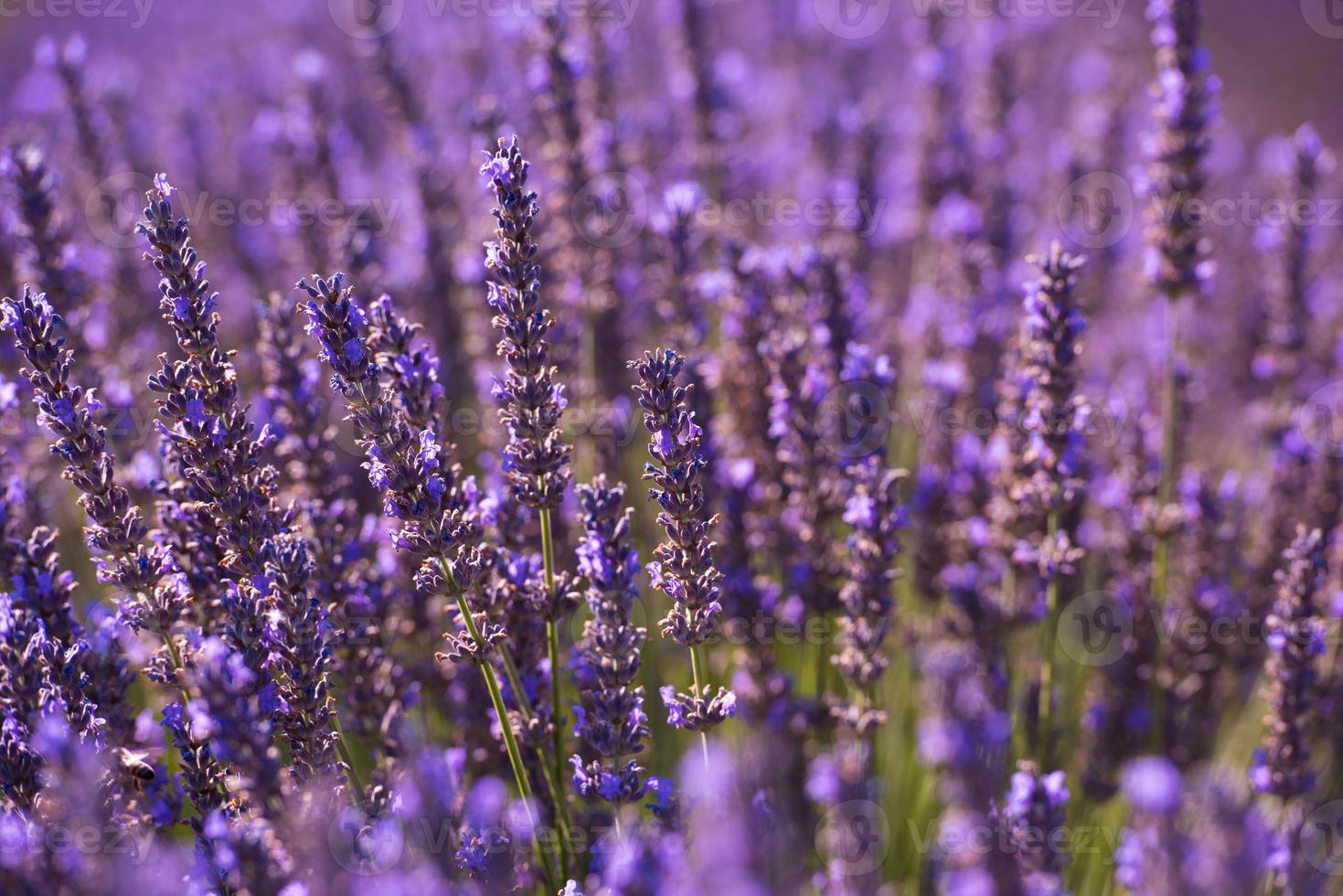 campo de lavanda roxo closeup foto