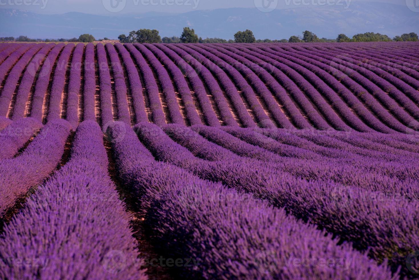 campo de lavanda frança foto