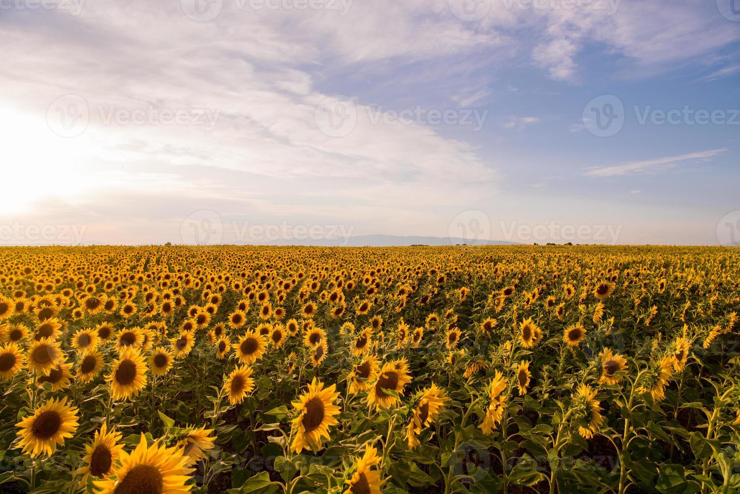 vista de campo de girassol foto