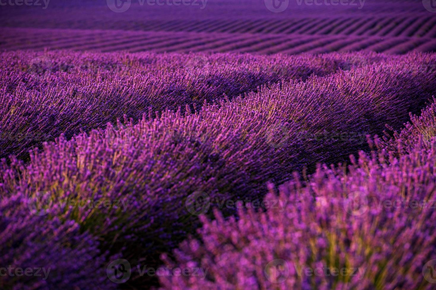 campo de lavanda frança foto