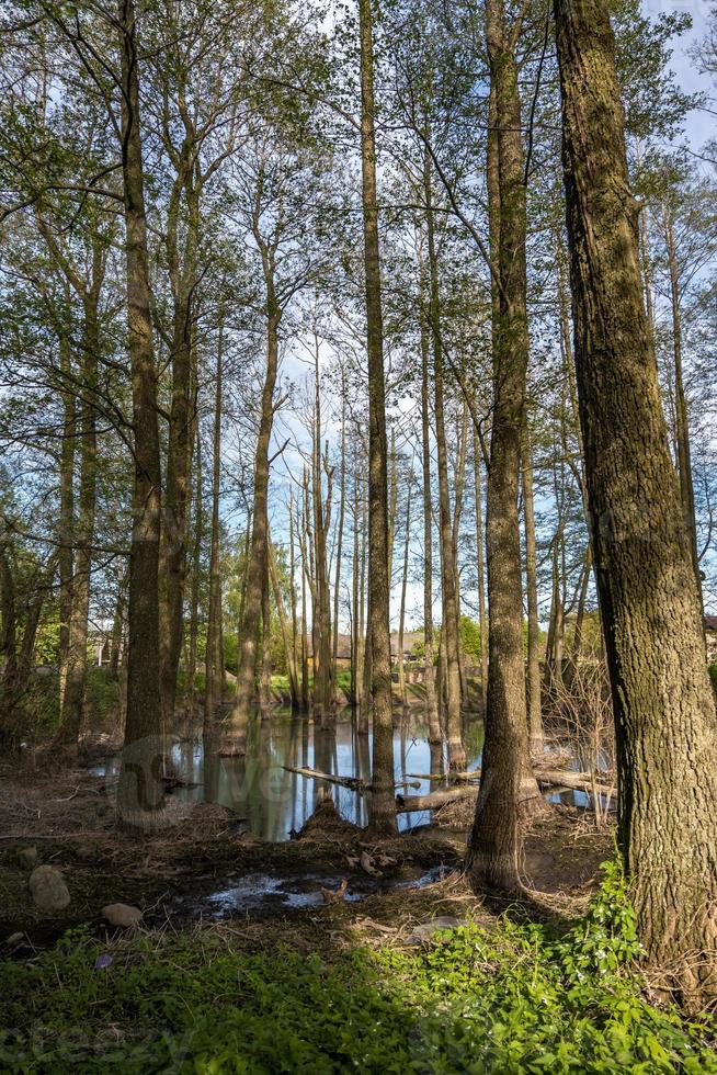 floresta de árvores altas na água do pântano foto