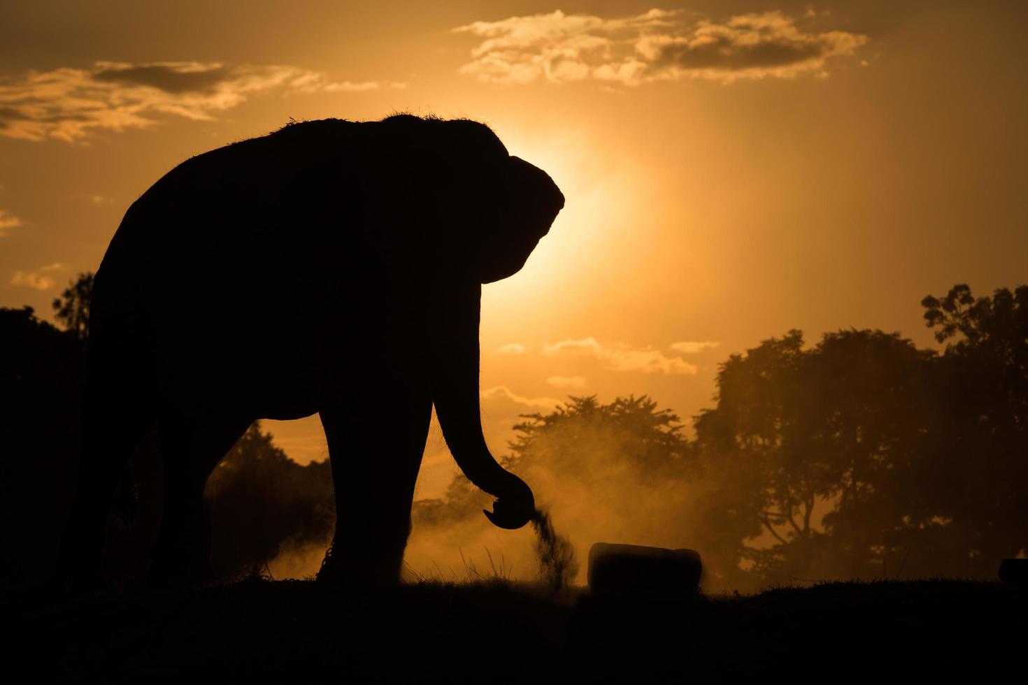 elefante asiático na floresta ao pôr do sol foto