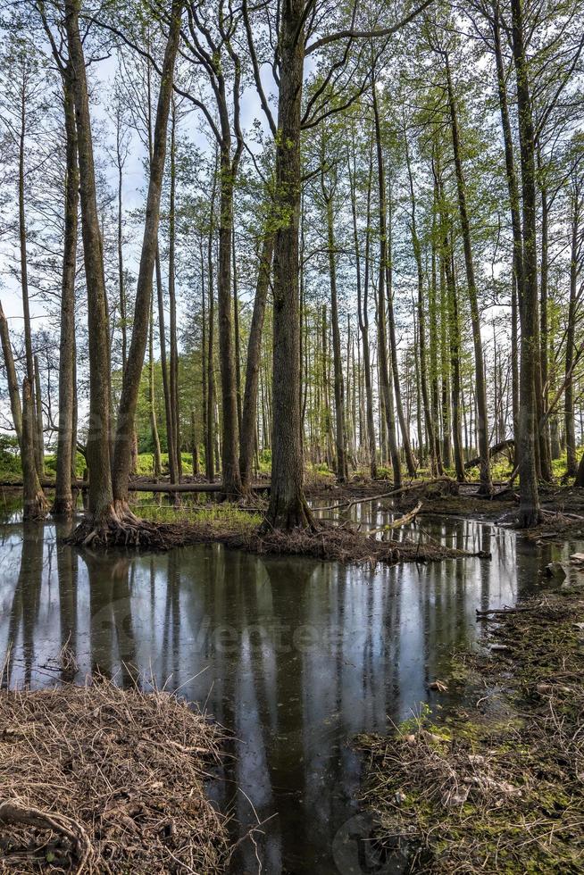 floresta de árvores altas na água do pântano foto