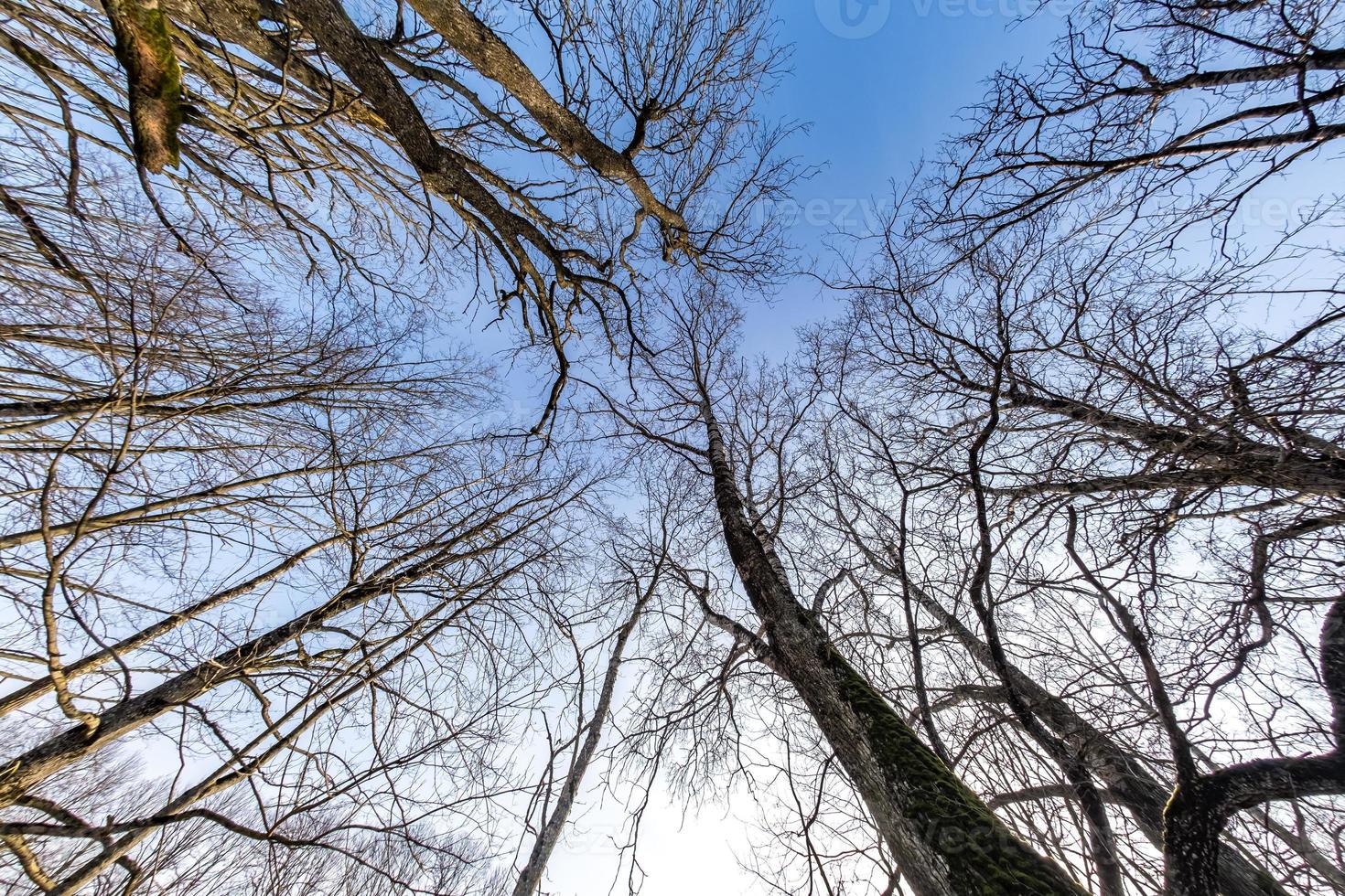 coroas nuas e galhos desajeitados de enormes carvalhos crescendo no céu azul em dia ensolarado foto