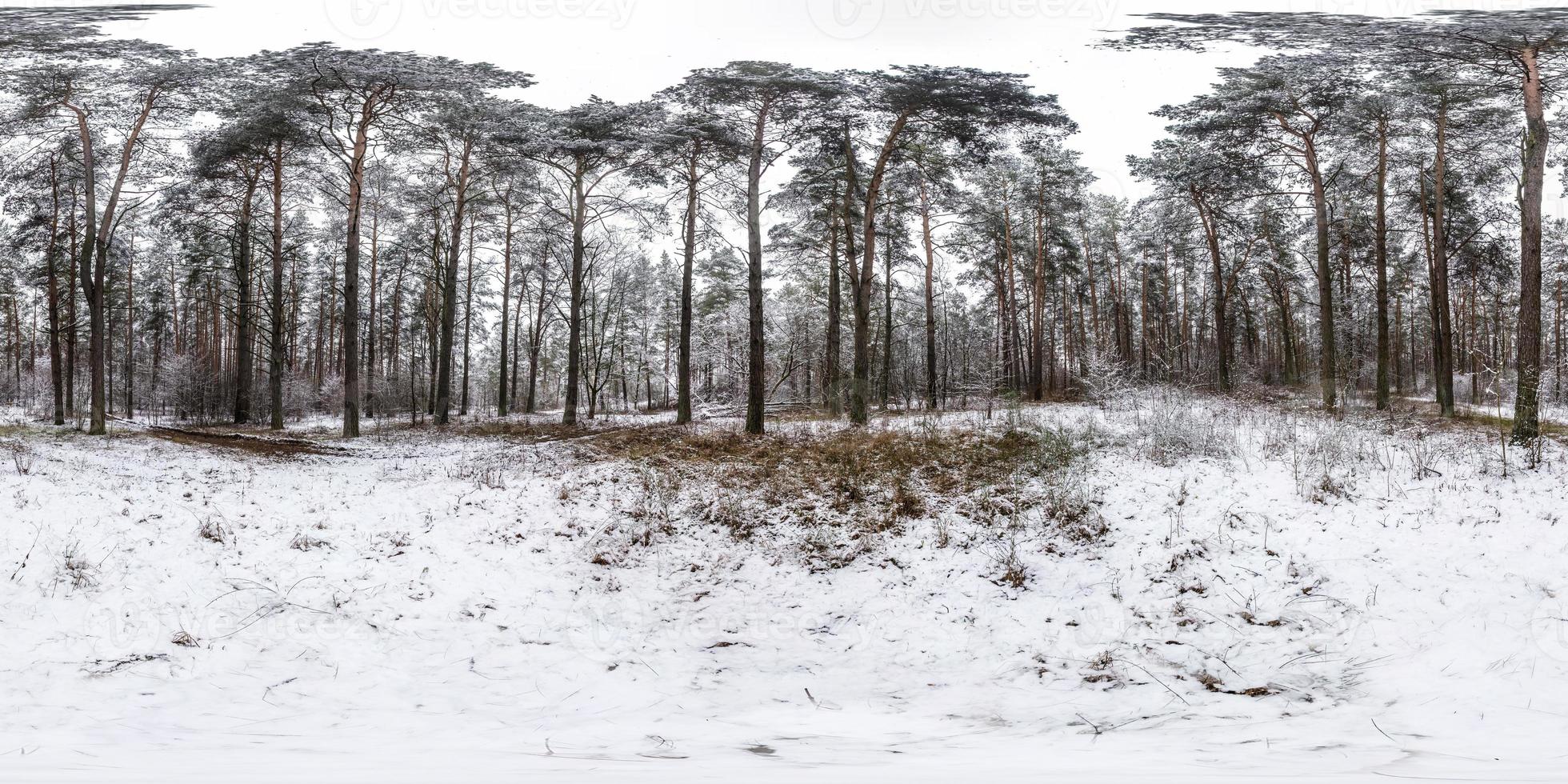 panorama hdri esférico completo de inverno estrada de visão de ângulo de 360 graus em uma floresta de pinheiros nevado com céu cinza pálido em projeção equirretangular. conteúdo vr foto