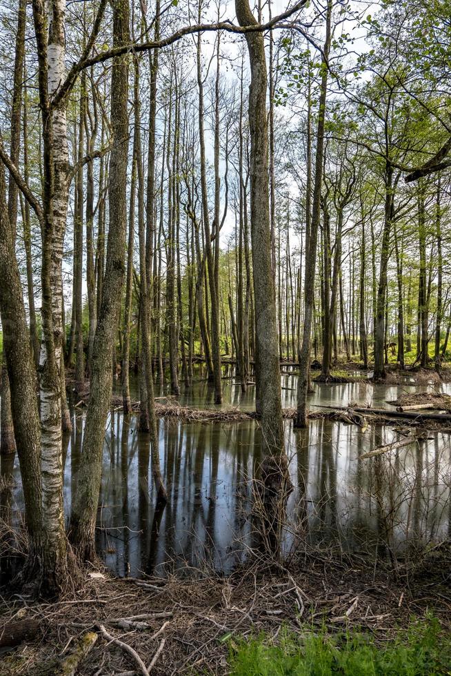 floresta de árvores altas na água do pântano foto