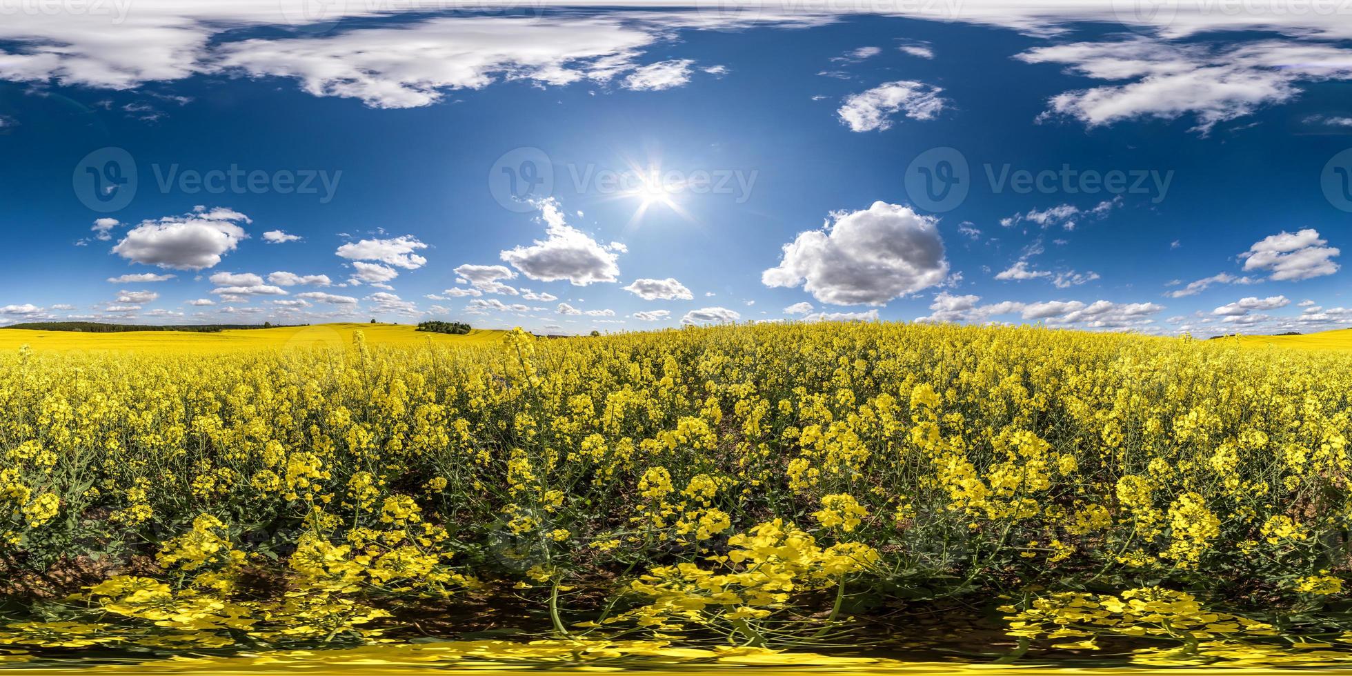 panorama hdri esférico completo sem costura visão de ângulo de 360 graus entre campos de colza canola colza na primavera com céu azul em projeção equirretangular, pronto para conteúdo de realidade virtual vr ar foto