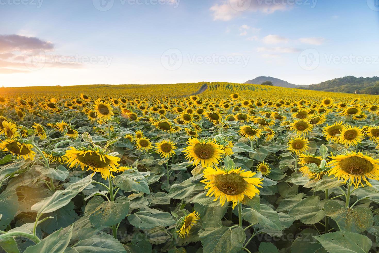 campo de girassóis florescendo em um fundo após o pôr do sol foto