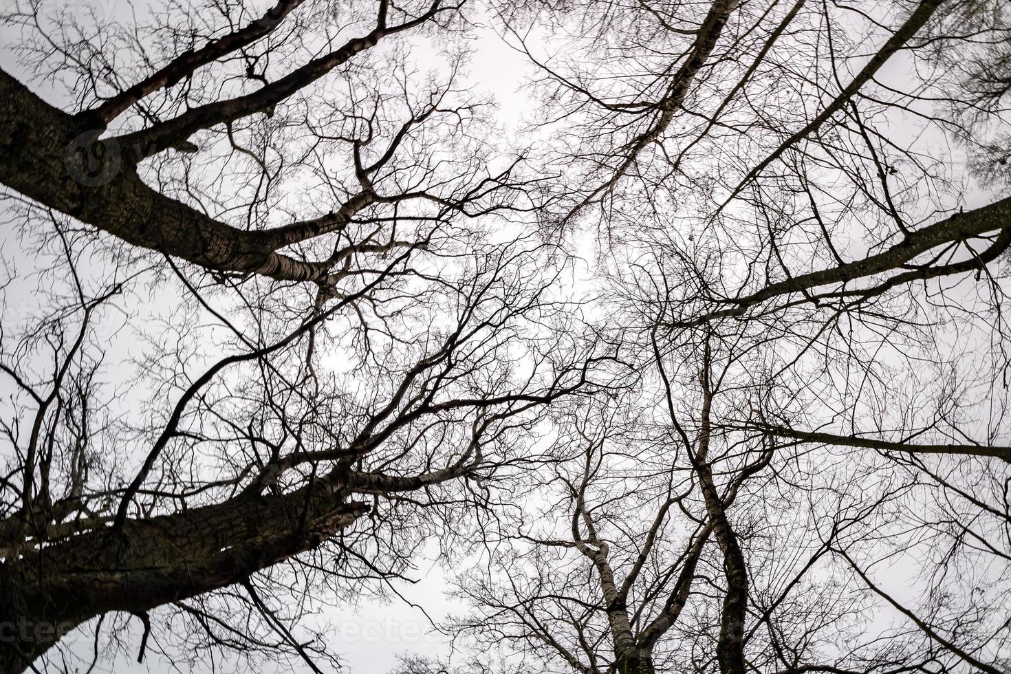 coroas nuas e galhos desajeitados de enormes carvalhos crescendo no céu cinza pálido foto