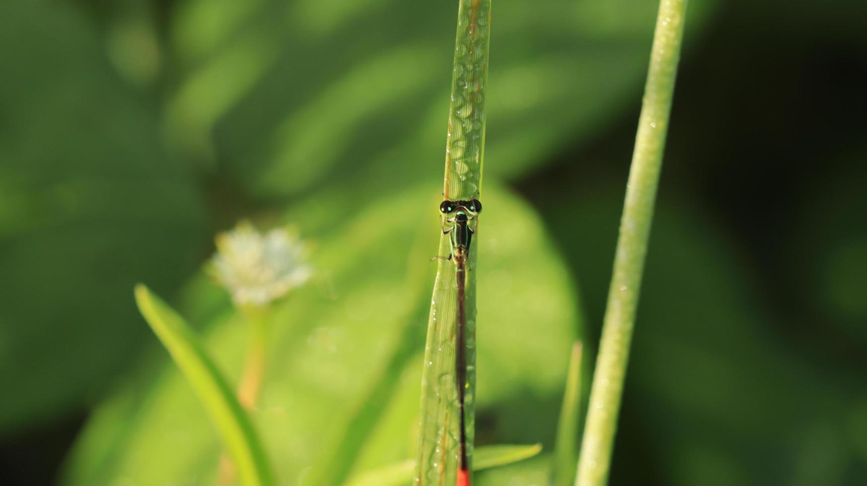 a pequena libélula na grama foto