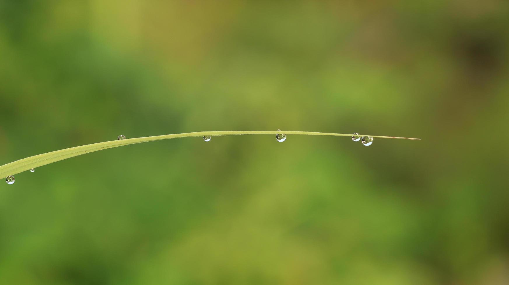 gotas de orvalho de folhas de ervas daninhas foto