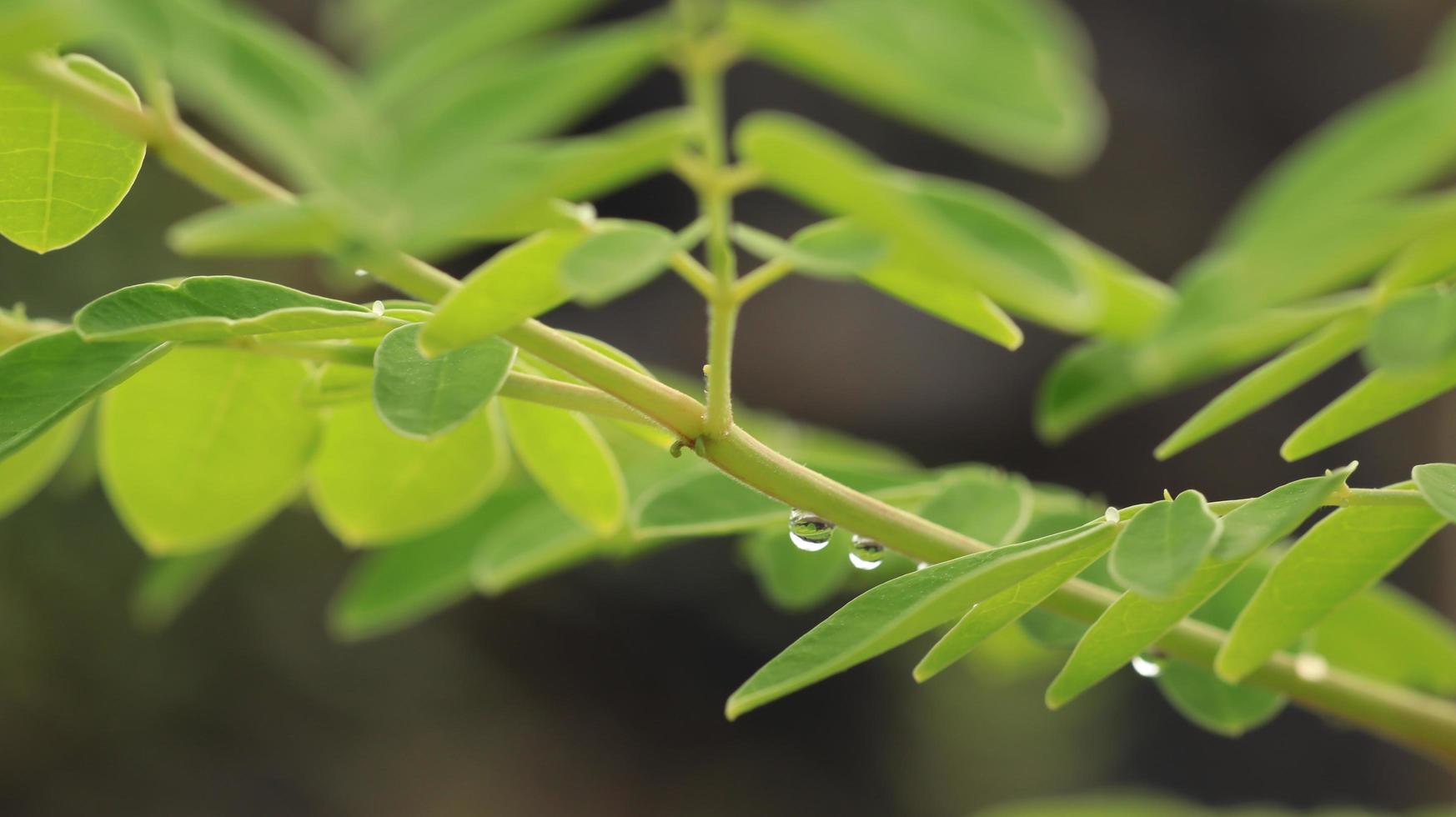 gotas de orvalho nas pétalas das folhas foto