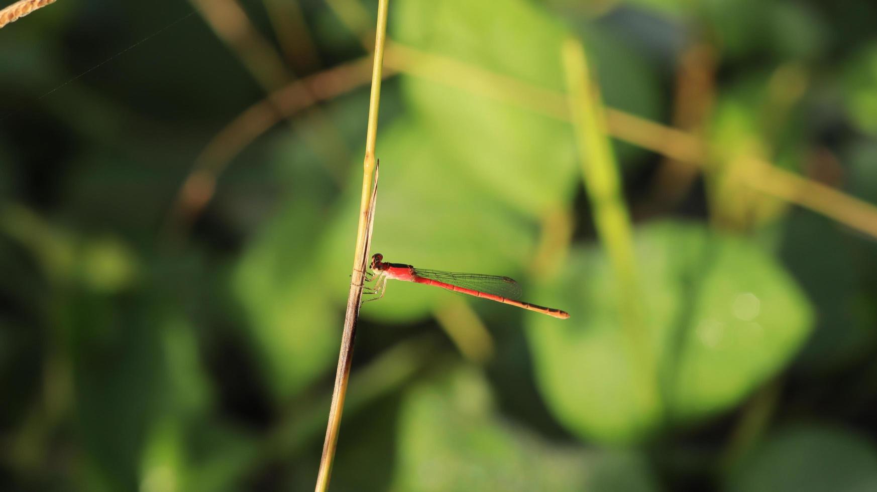 a pequena libélula no galho foto