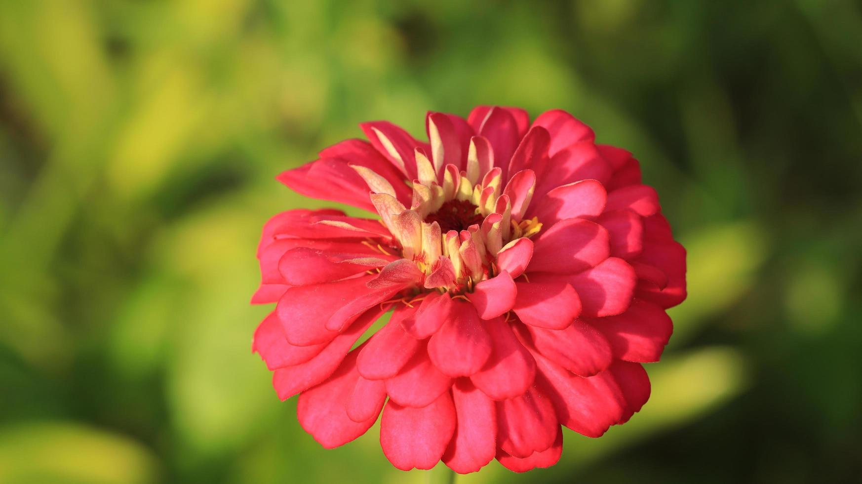 zínia no jardim de flores foto