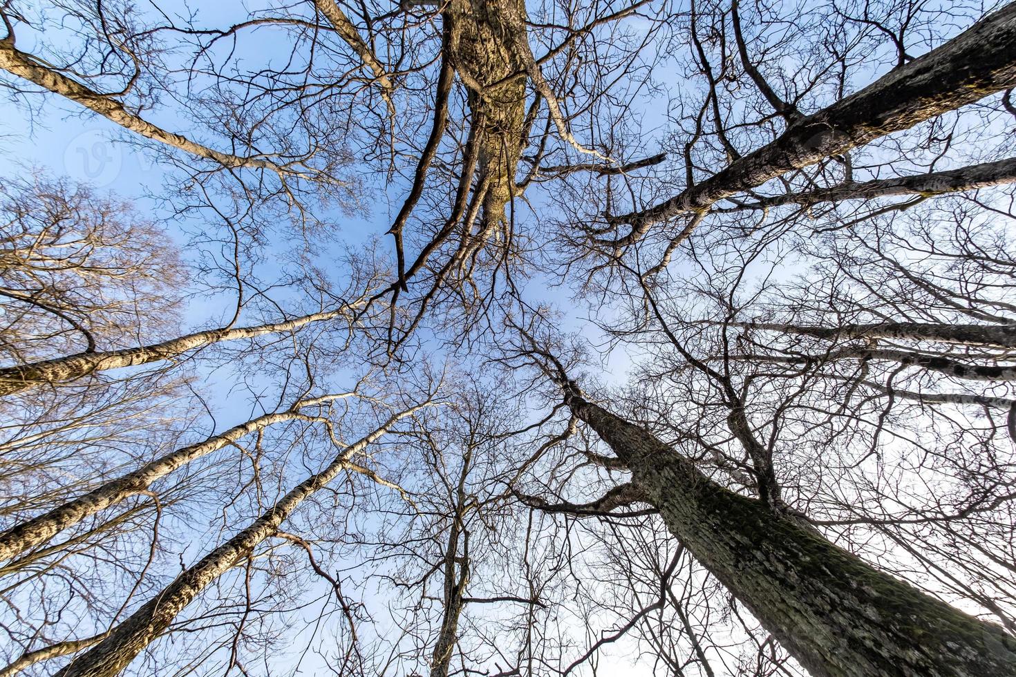 coroas nuas e galhos desajeitados de enormes carvalhos crescendo no céu azul em dia ensolarado foto