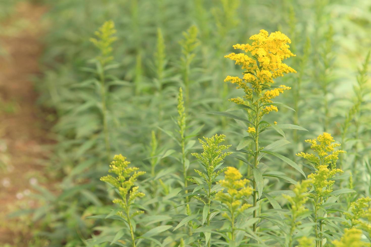 imagem da agricultura de flores foto