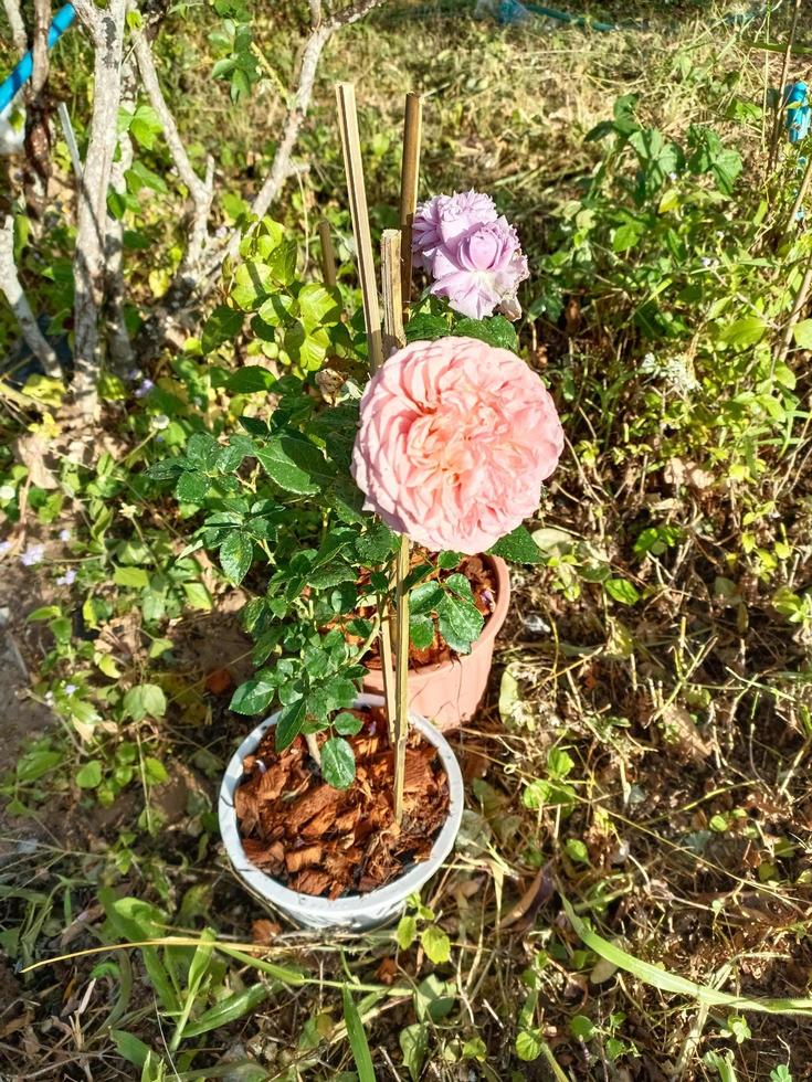 flor planta ambiente fresco natureza ao ar livre em imagens de fotografia de férias de verão foto