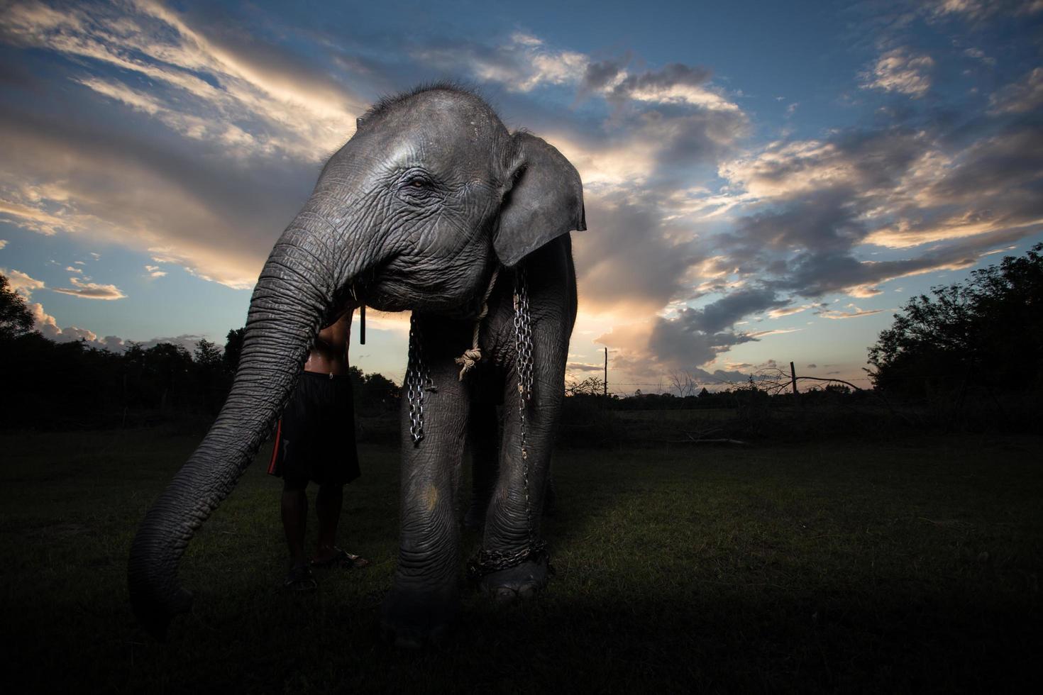 elefante asiático em surin, tailândia foto