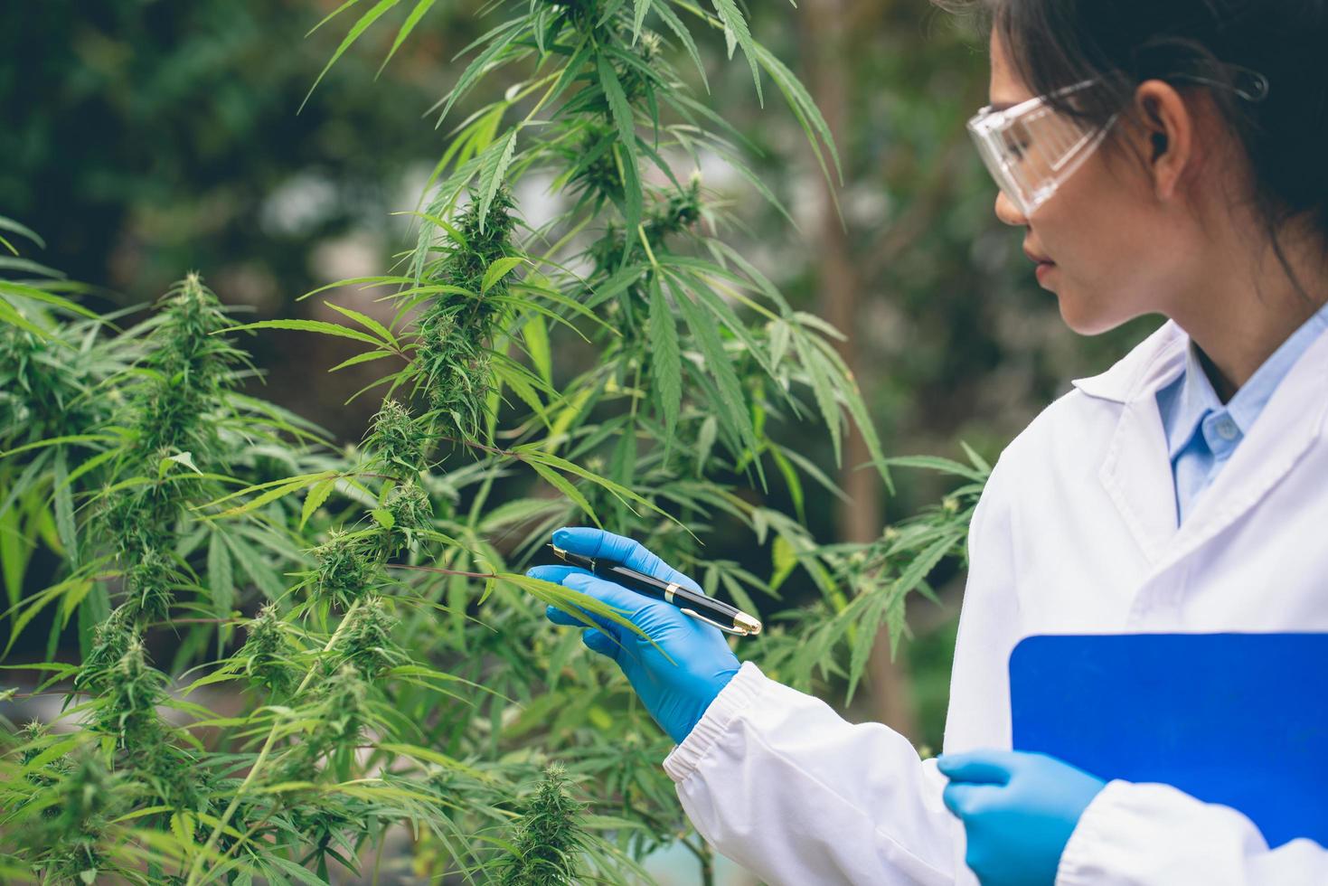 retrato de cientista verificando e analisando plantas de cânhamo, o médico está pesquisando maconha. conceito de medicina alternativa à base de plantas, óleo de cânhamo cbd, indústria farmacêutica foto