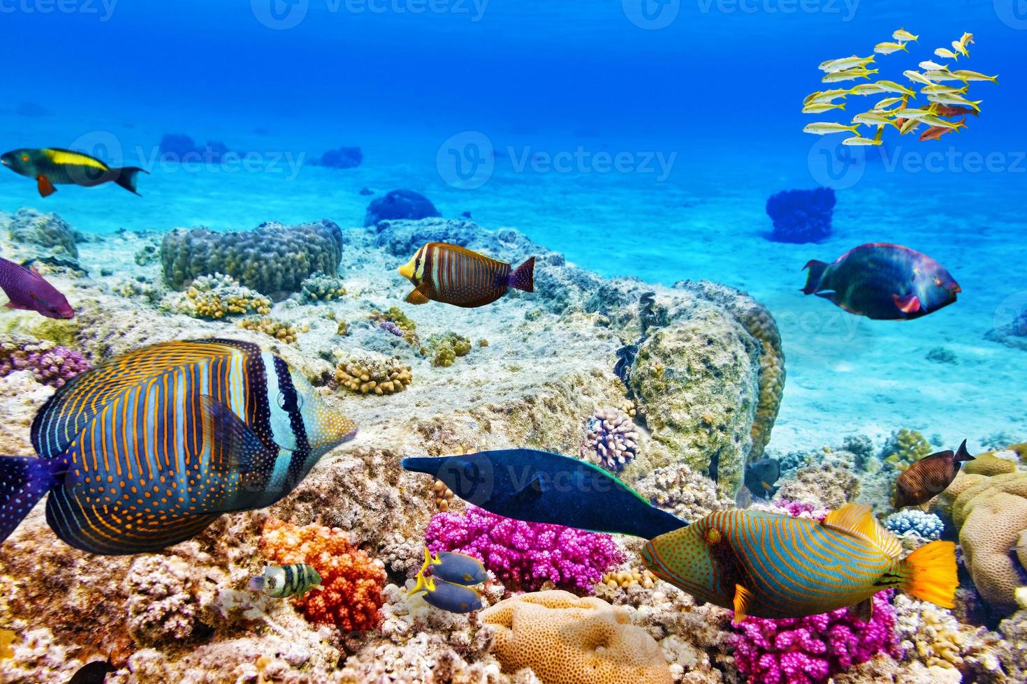 mundo subaquático com corais e peixes tropicais. foto
