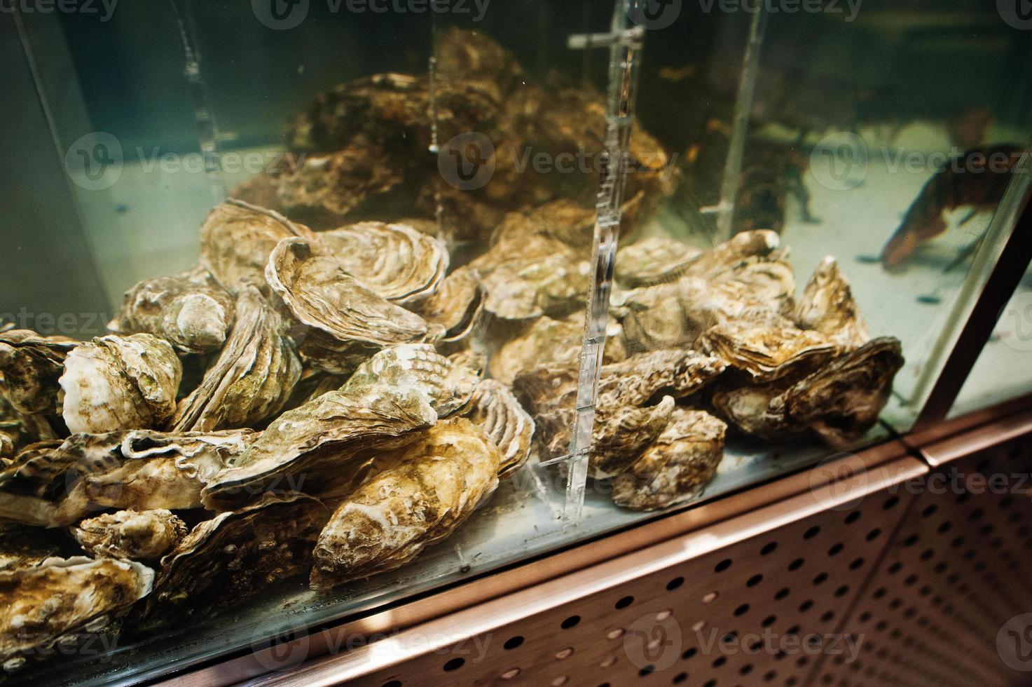 concha de ostra com lagosta à venda no aquário no supermercado. foto