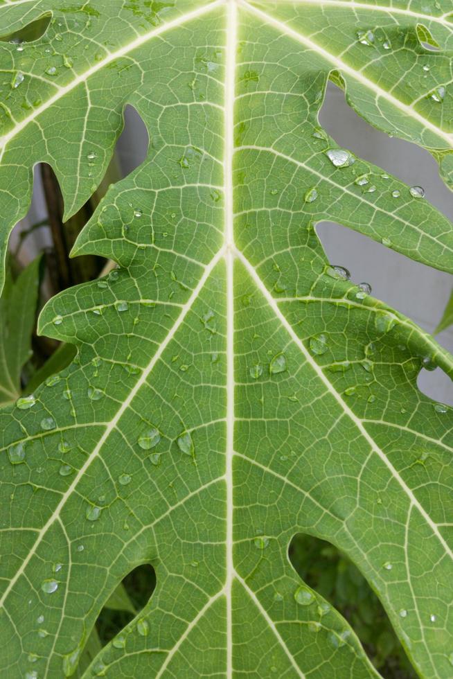 gota de água na folha de mamão foto