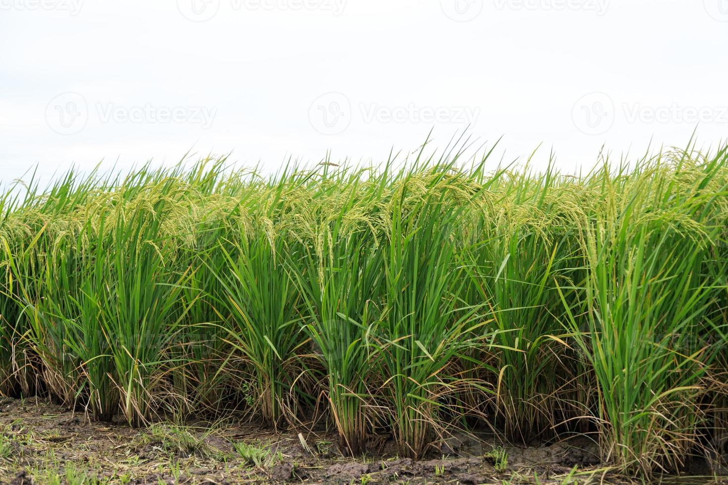 conceito orgânico e natural de campo de arroz foto