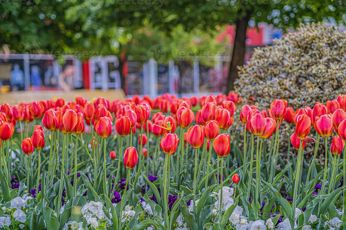 lindas flores sakura tulipas peônia vermelho rosa azul bokeh árvore florida foto