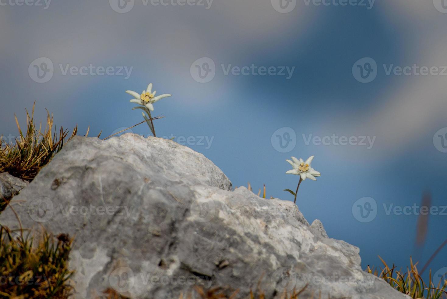 edelweiss florescendo nas altas montanhas foto