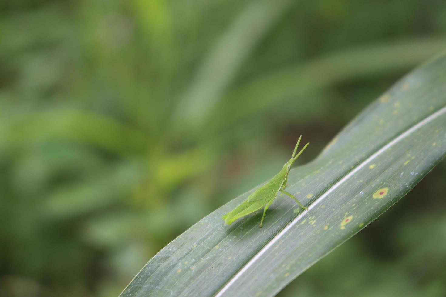 foto macro animal inseto gafanhoto em um galho de árvore com desfoque de fundo de textura