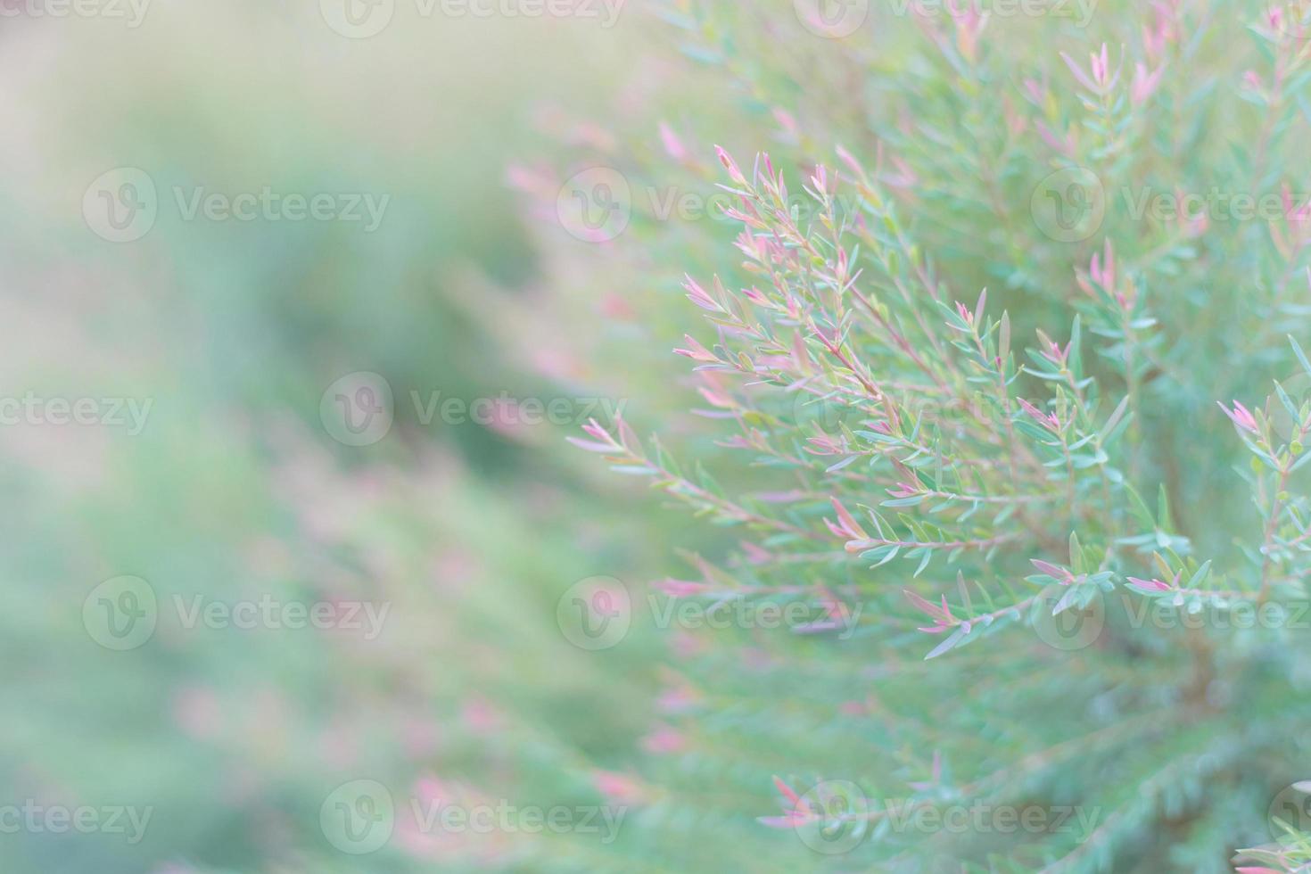 turva verde rosa licença e caule como pano de fundo. foto