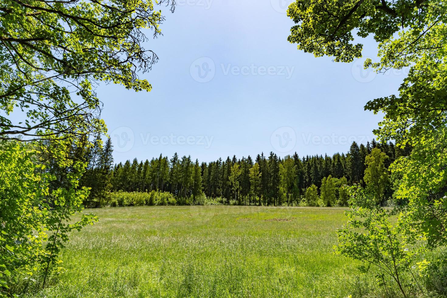 exuberante paisagem verde da primavera vista através das árvores foto