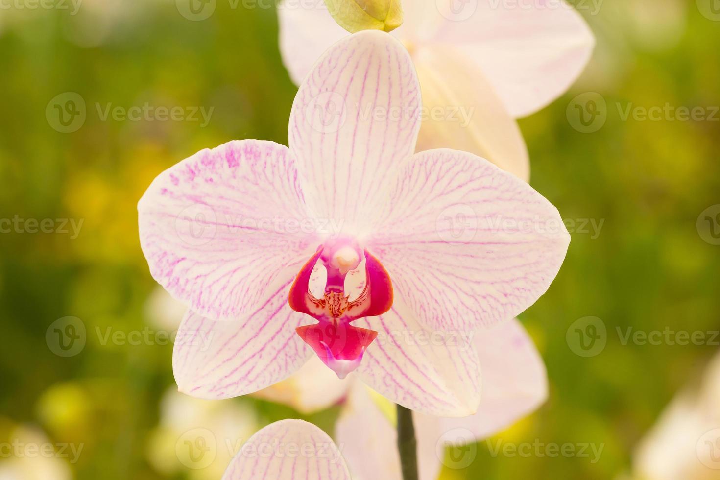 orquídea rosa vanda foto