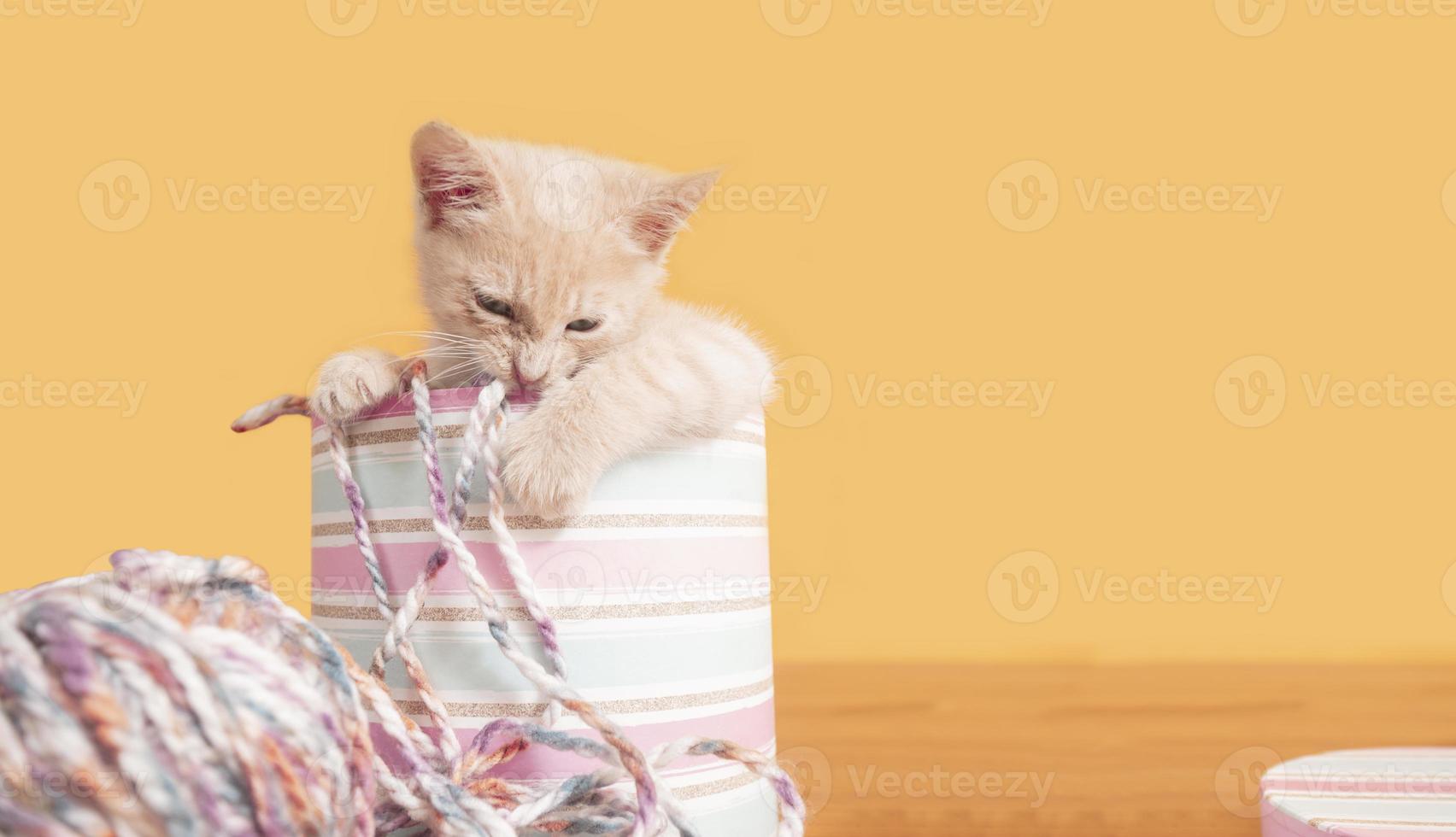 retrato de gatinho fofo dentro de caixa rosa com lã mordendo bola de lã foto