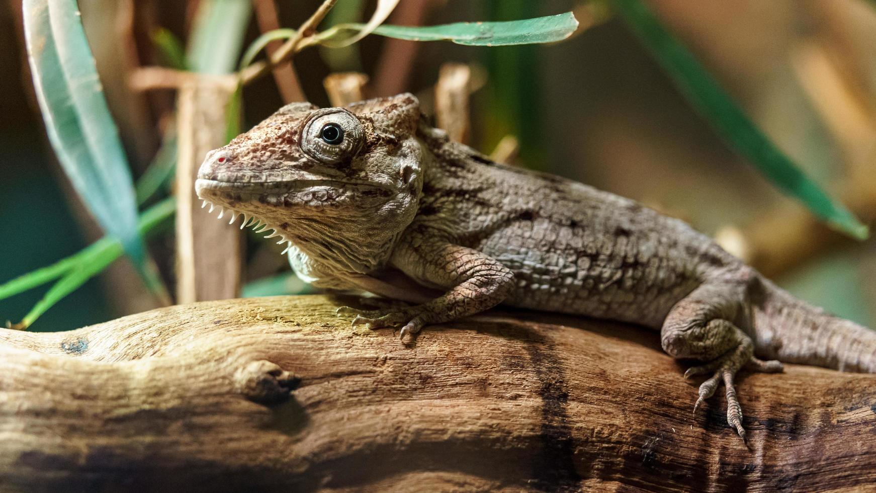 anolis no terrário foto