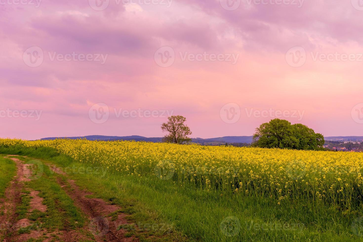 pôr do sol roxo sobre um campo de colza amarela foto