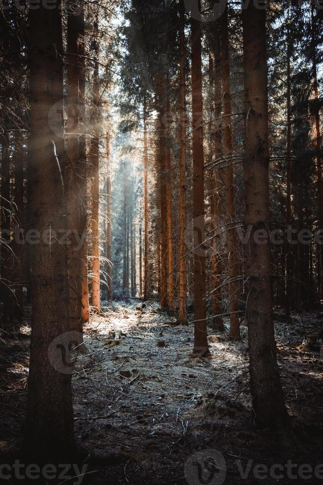 densa floresta de coníferas com luz solar foto