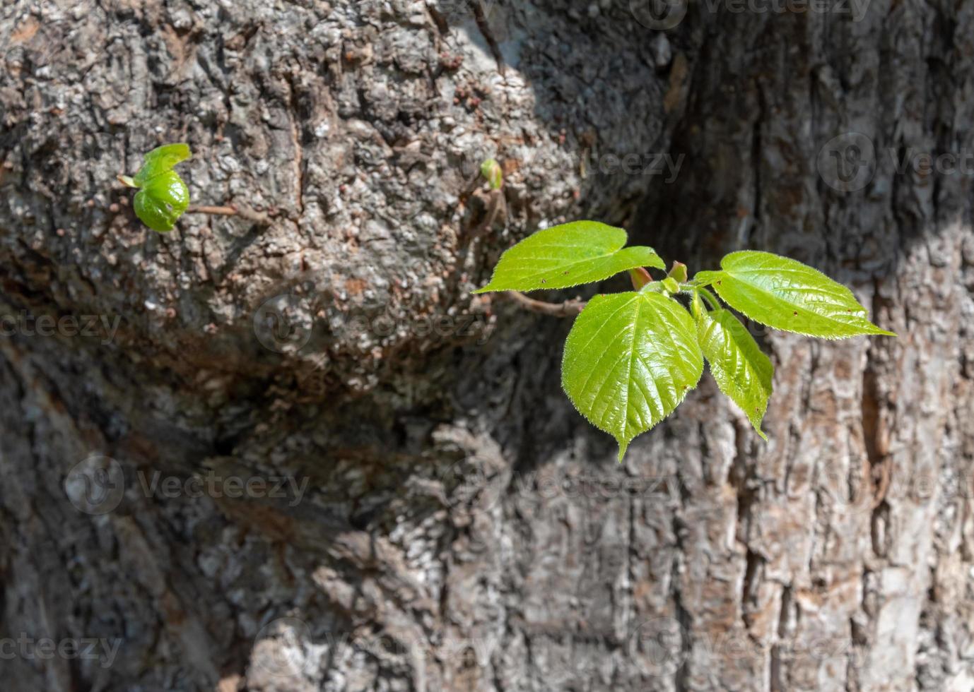 tronco de árvore com folhas verdes foto