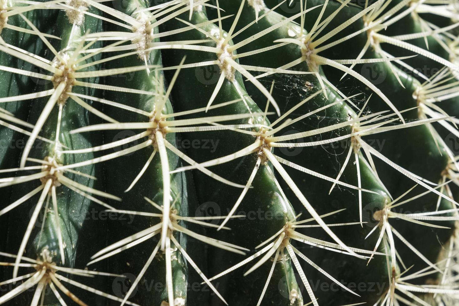 um padrão de close-up de espinhos de um cacto verde. foto