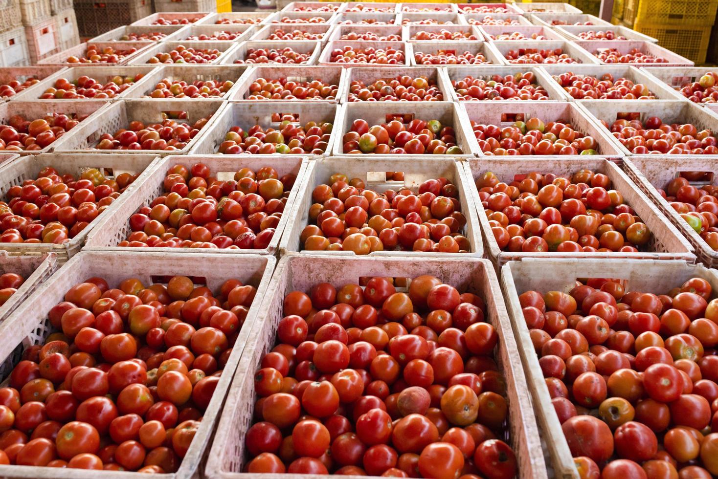 caixas de tomate contêm produtos para exportação para os mercados asiáticos. foto