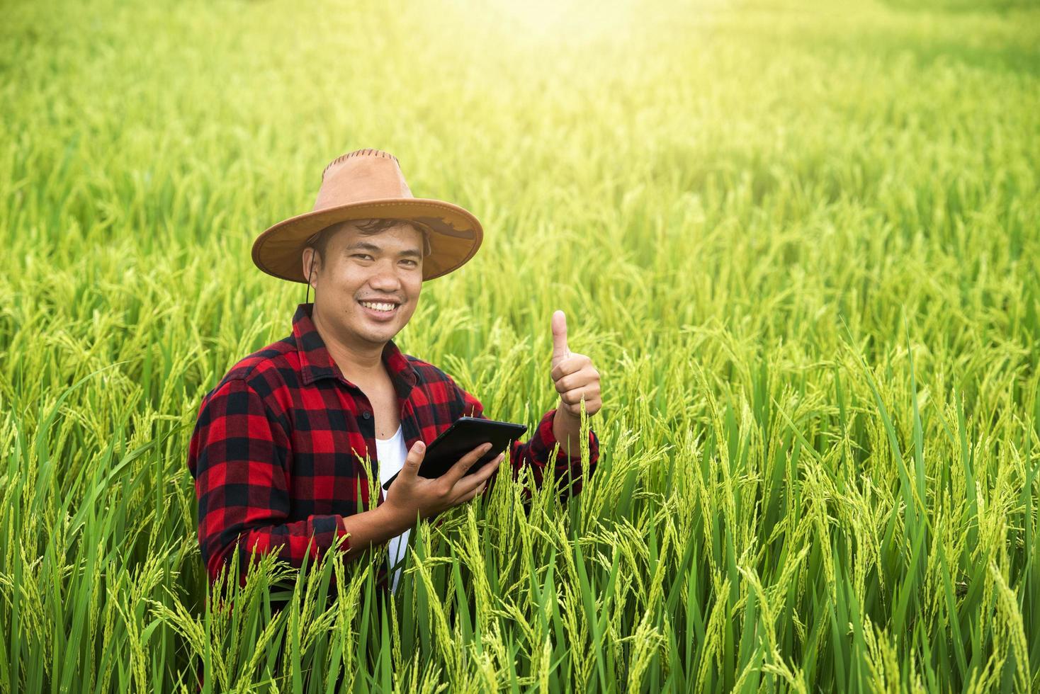 um agricultor em um campo de trigo maduro planeja uma atividade de colheita, um agrônomo masculino está feliz em um campo de arroz. foto