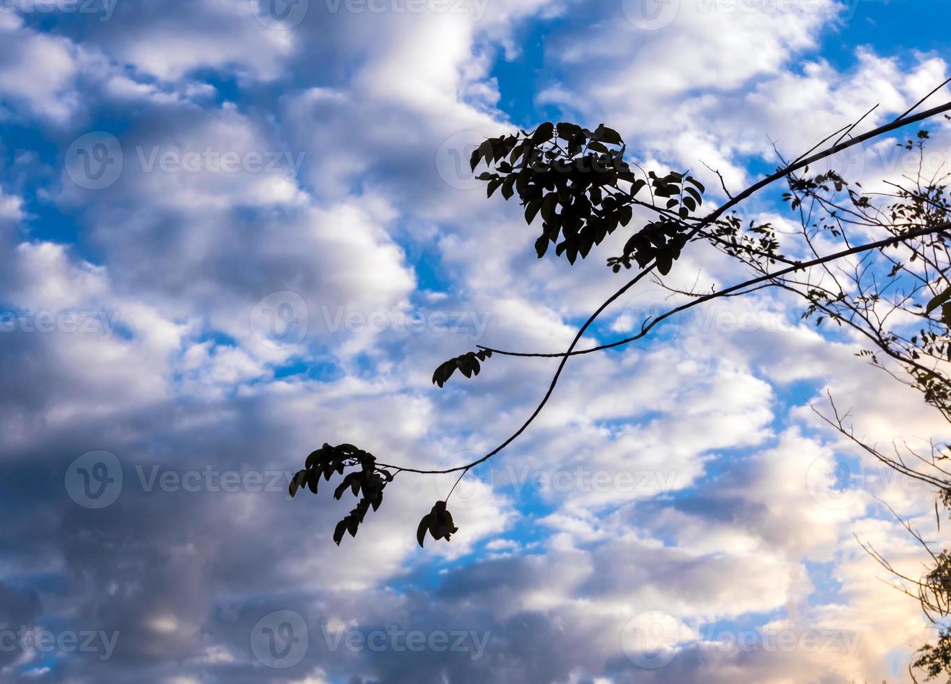 silhueta de um grupo de árvores e cores vivas do céu noturno foto