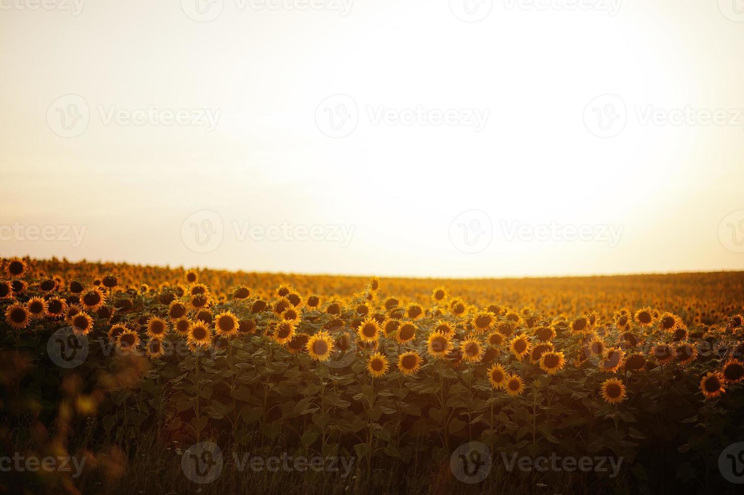 incrível vista do campo de girassol em por do sol. foto