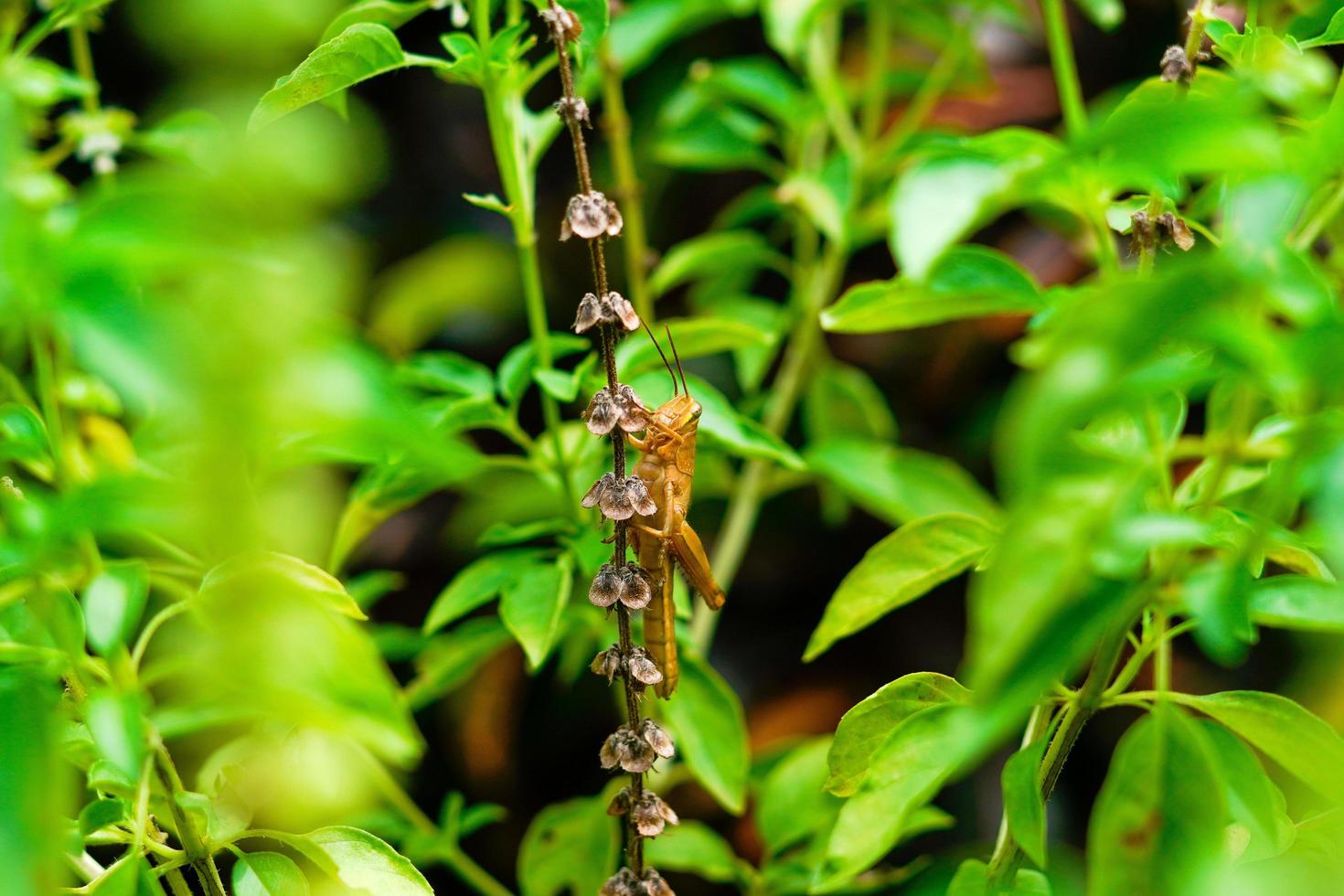 gafanhotos de arroz amarelo empoleirados em folhas verdes tomando sol durante o dia, subordem caelifera insetos hemimetabólicos grilo foto