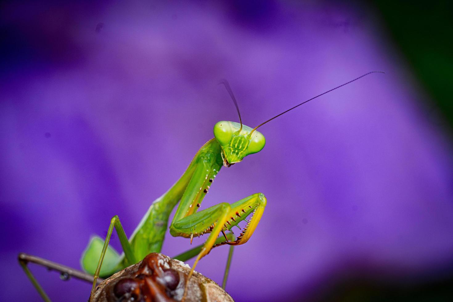fotografia macro de inseto louva-a-deus photo premium foto