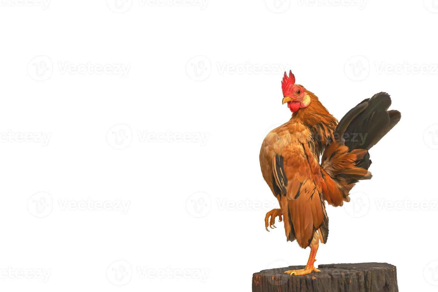 o serama são poses na madeira foto