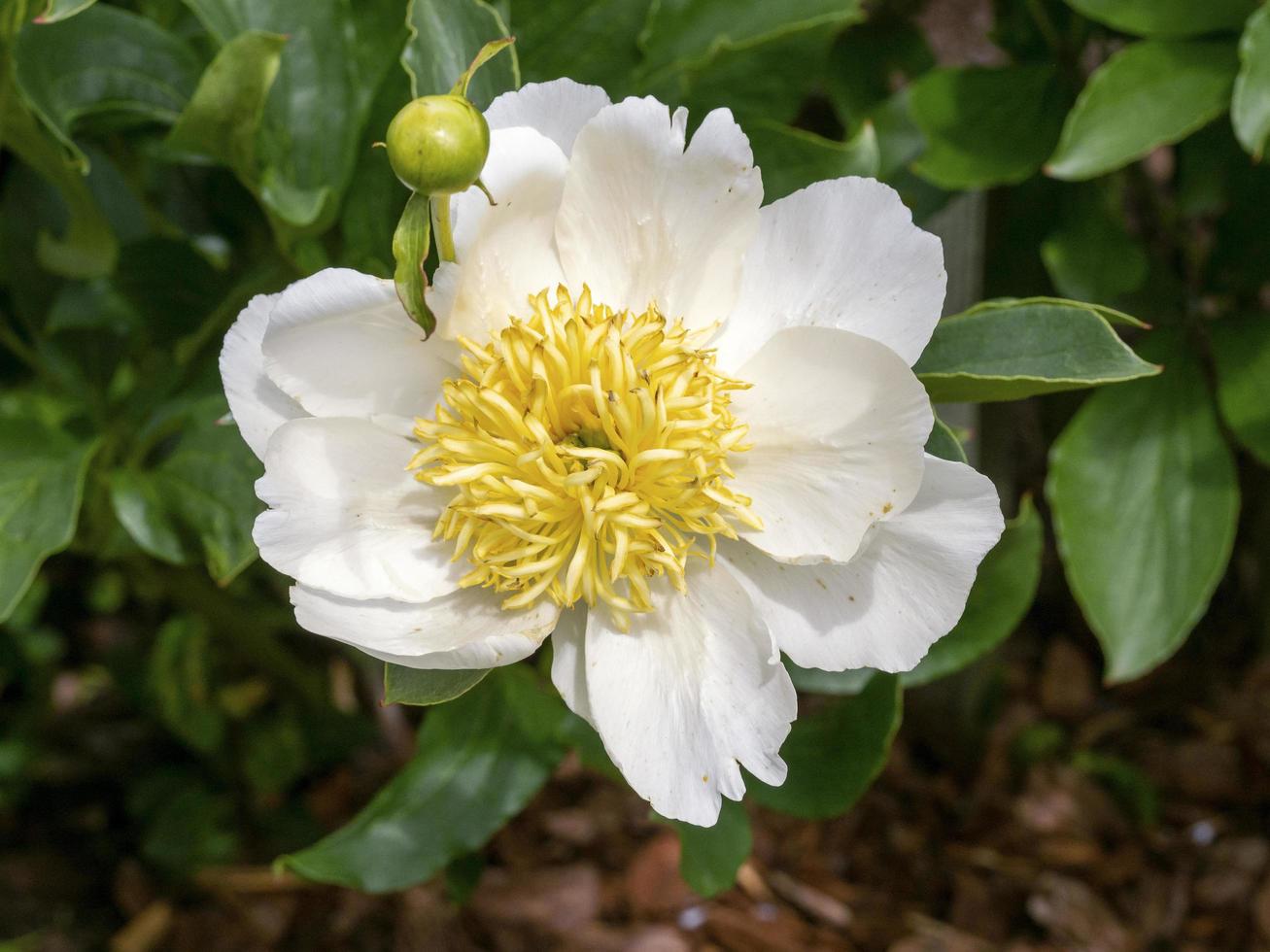 linda flor de peônia branca, variedade de asas brancas foto