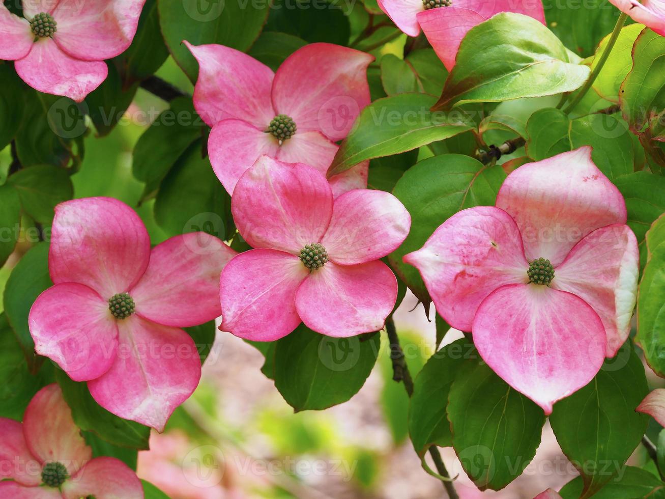 flores cor de rosa em um arbusto cornus, cornus kousa miss satomi foto