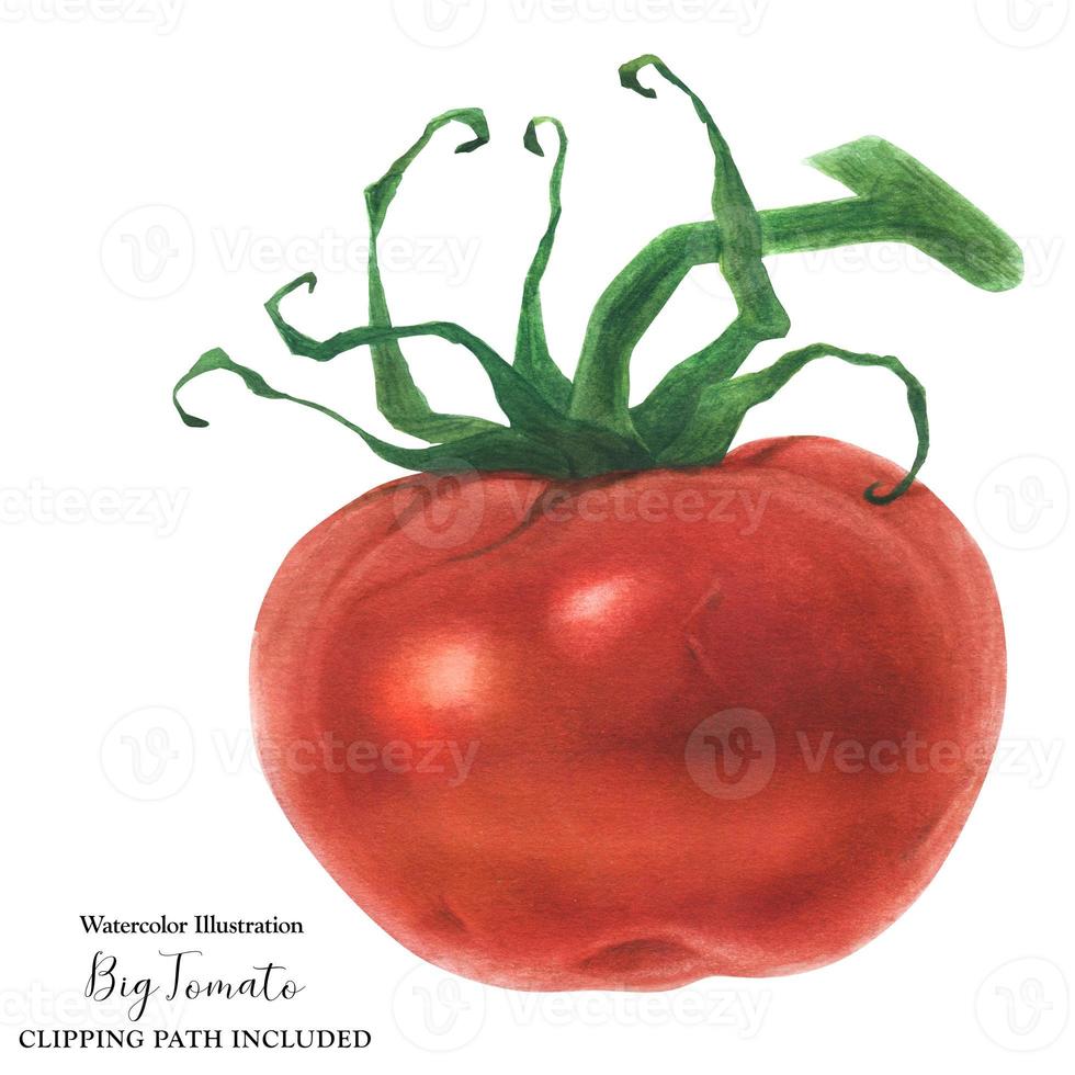 tomate vermelho fresco, aquarela foto