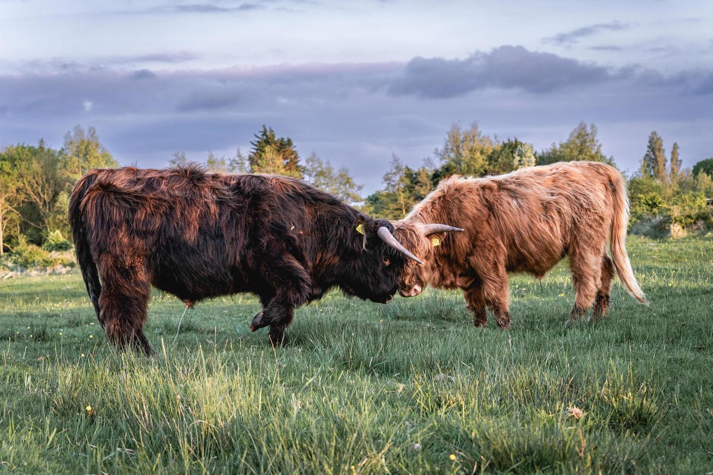 vacas montanhesas nas dunas de wassenaar na holanda. foto